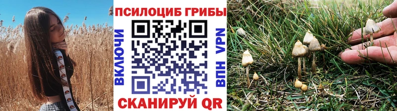 Галлюциногенные грибы Psilocybe  Купить где  Дорогобуж 